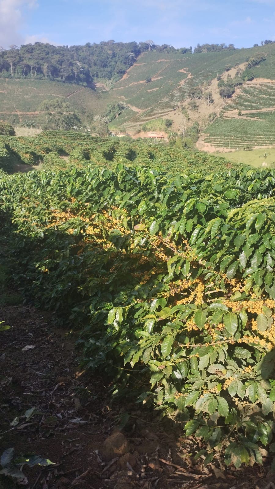 Linhas de cafeeiros Catuaí Amarelo na montanha