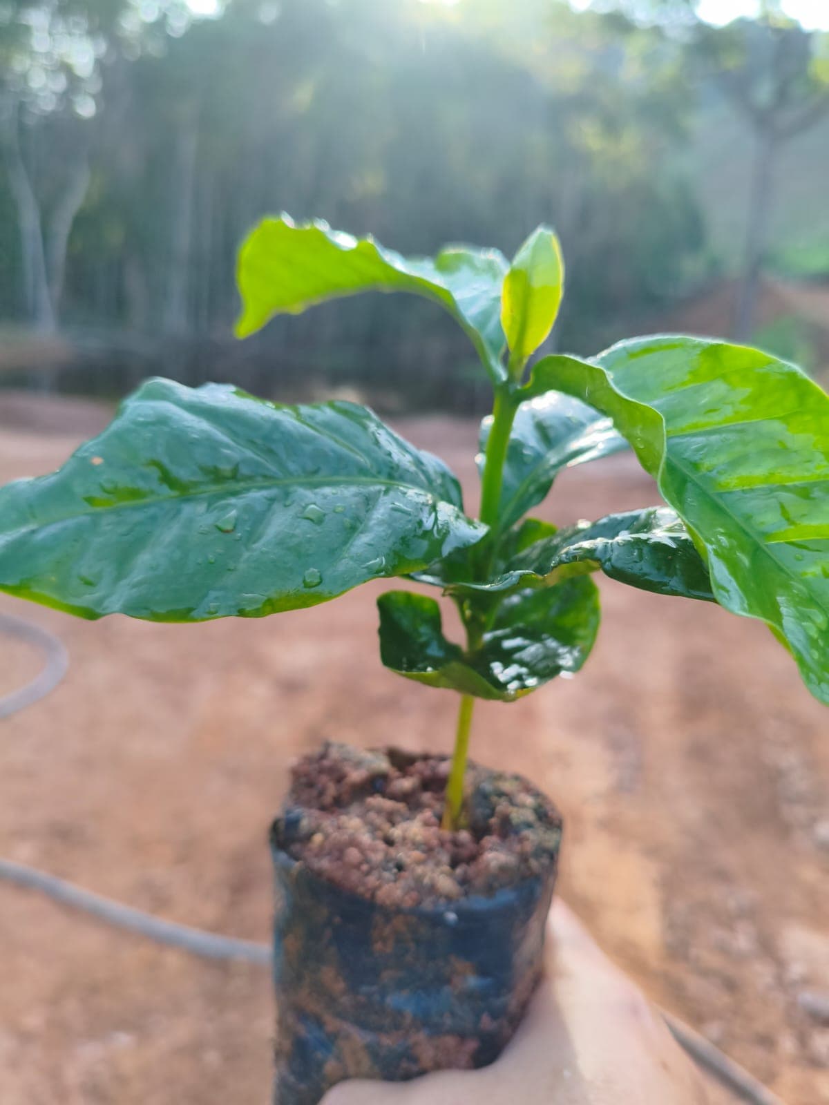 Muda de café arábica no plantio
