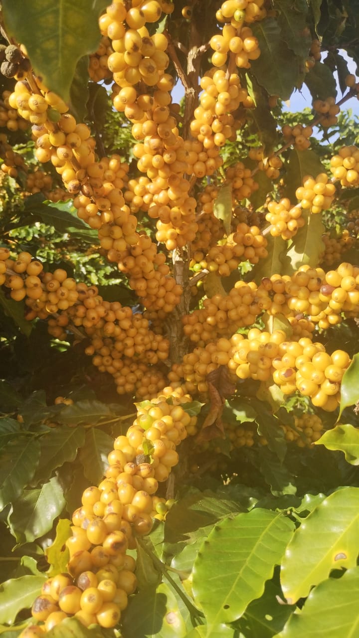 Frutos de Catuaí Amarelo no pé